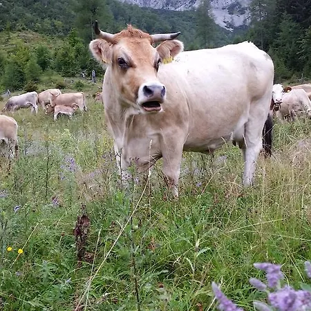Biohof Und Reiterhof Laussabauer Lägenhet *